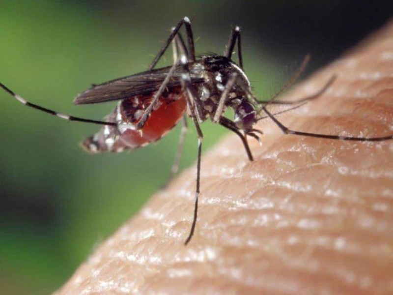 Registra Tuxpan mantiene baja incidencia de casos de dengue