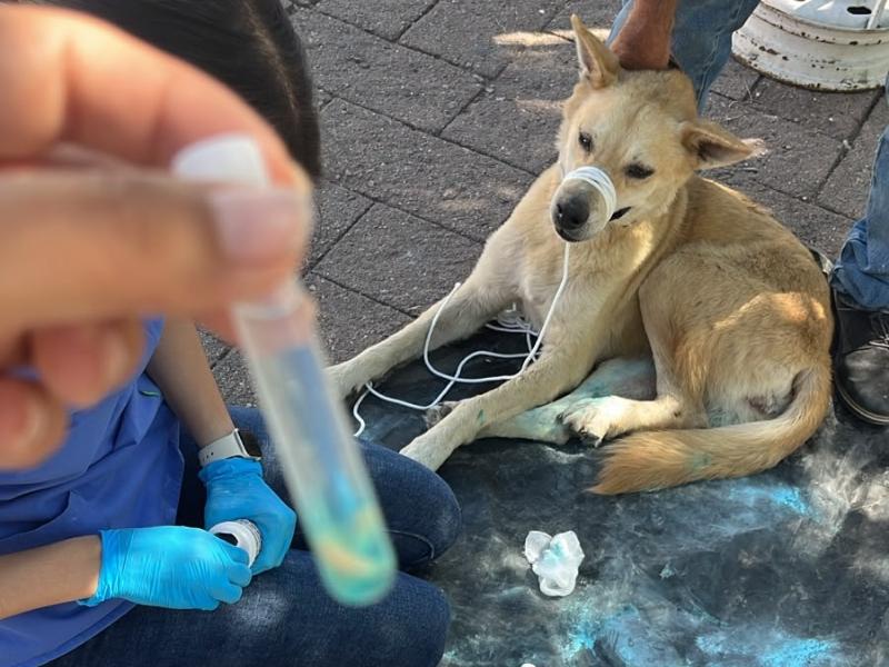 Registra Álamos segundo caso de gusano barrenador en mascotas
