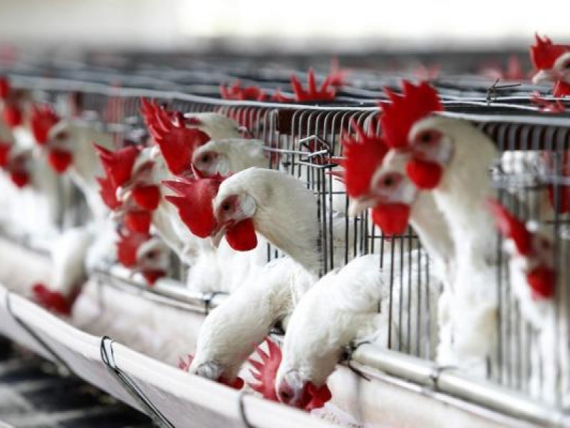 Registran brote de gripe aviar cerca de Wuhan, China