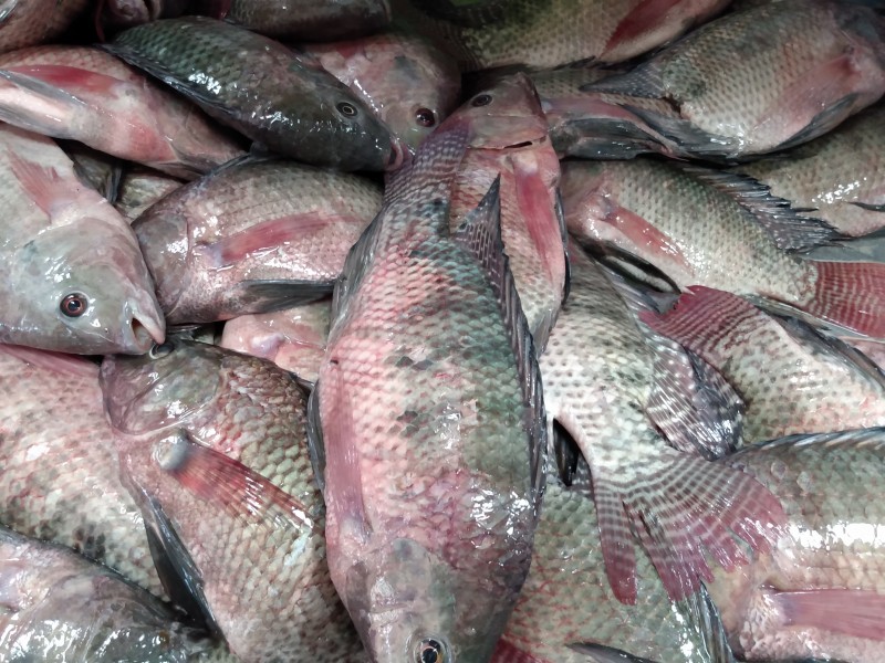 Registran en Jiquilpan bajas ventas pescaderías
