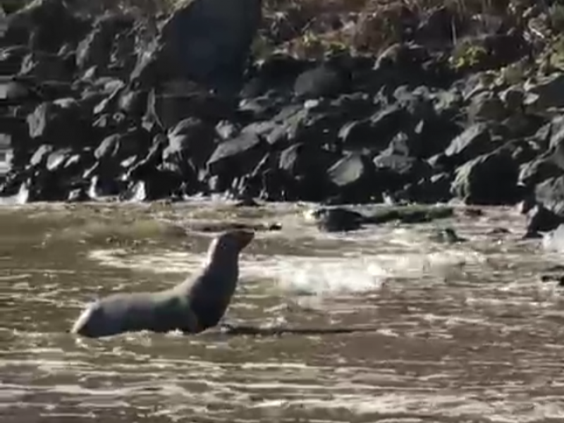Registran nuevamente avistamiento de lobo marino en Playa Limoncito