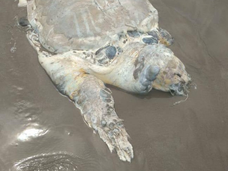 Registraron 20 tortugas muertas en 2019