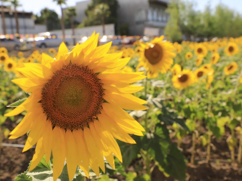 Regresa campo de girasoles en Mocorito