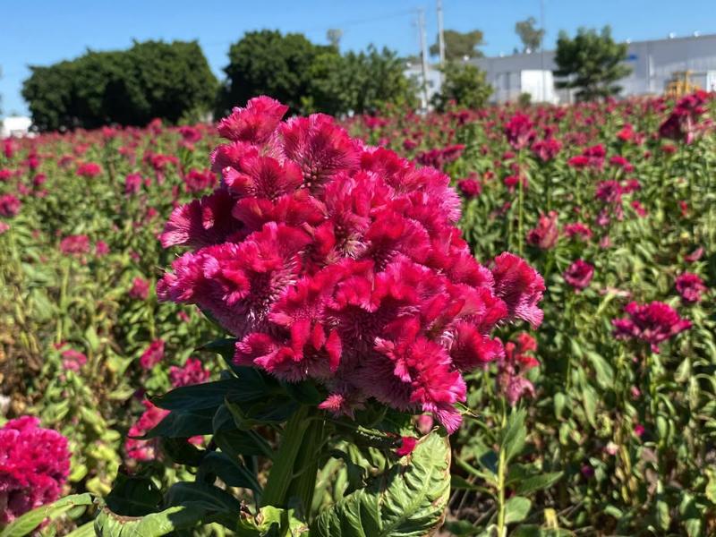 Regresa la flor de mano pantera; tradición con 34 años en Obregón