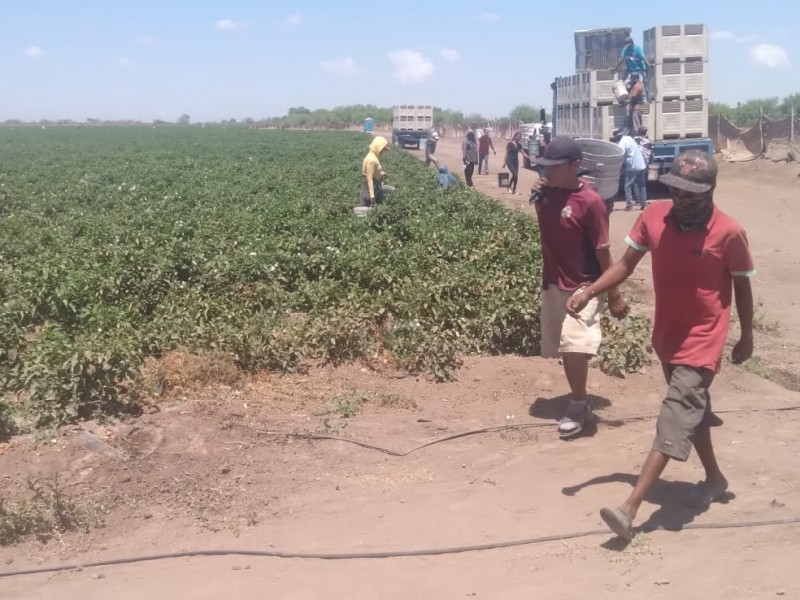 El regreso de la migración tras acabar trabajo en campo