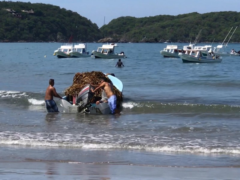 Regresa lirio a La Isla, invade otra playa