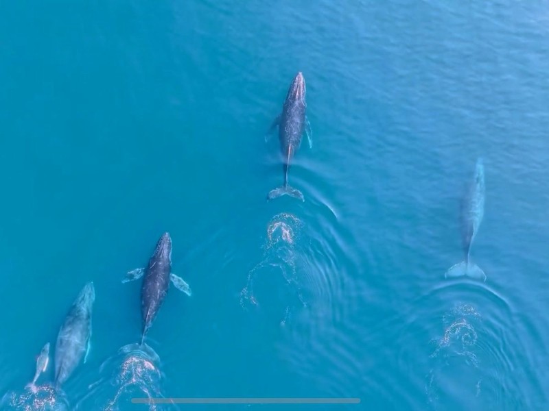 Regresan ballenas jorobadas a Michoacán