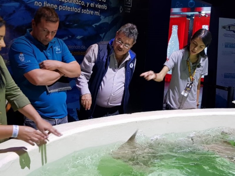 Regresaran de Guadalajara a Tiburon a Acuario