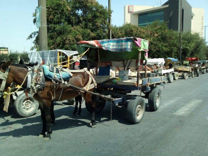 Regularán 60 de 600 carromateros existentes en Torreón