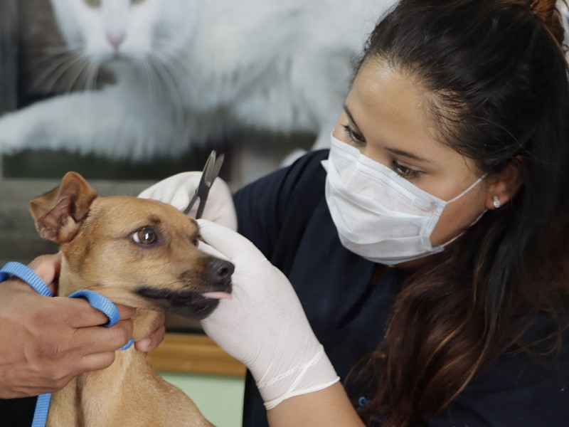Regulariza UCPA servicios de consulta y esterilización de mascotas