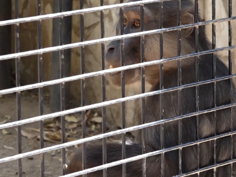 Reino animal con monos de Togian de indonesia.en ZooCLN