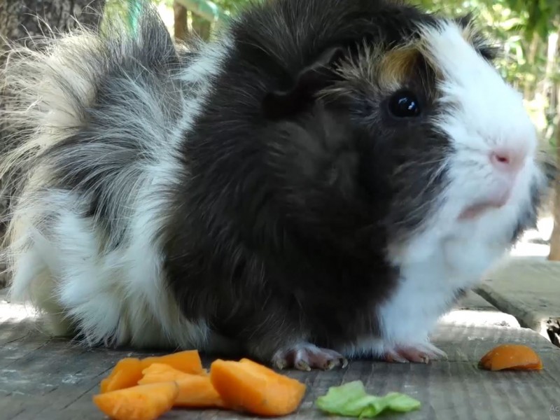 Reino animal en el Zoológico de Culiacán. Cuyo 