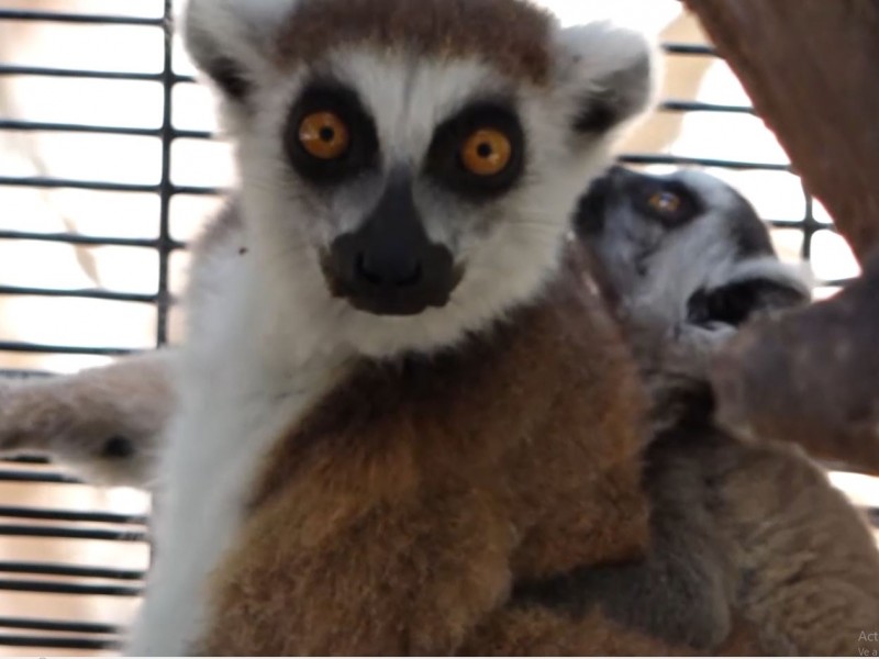 Reino animal en el Zoológico de Culiacán. Lémur