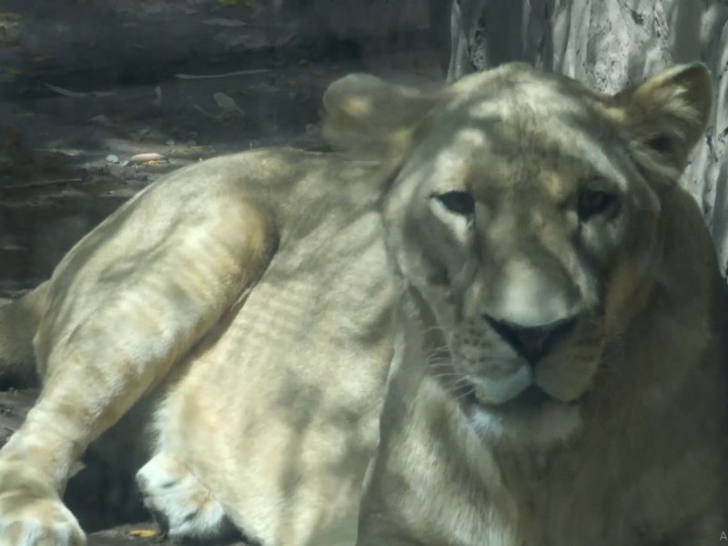 Reino animal en el Zoológico de Culiacán. León africano
