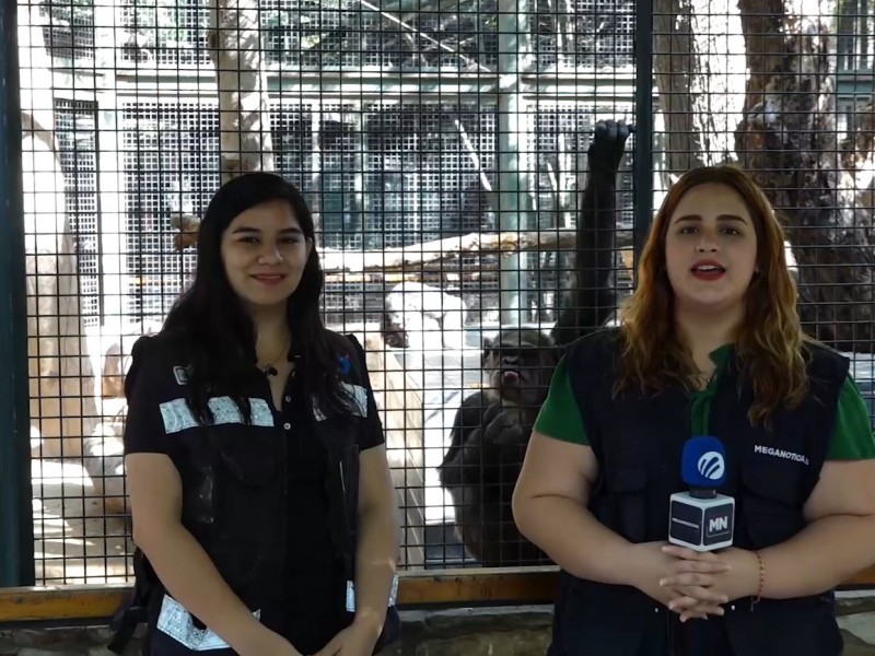 Reino animal en Zoológico Culiacán. Chimpancés Mara,Pepe y Coco