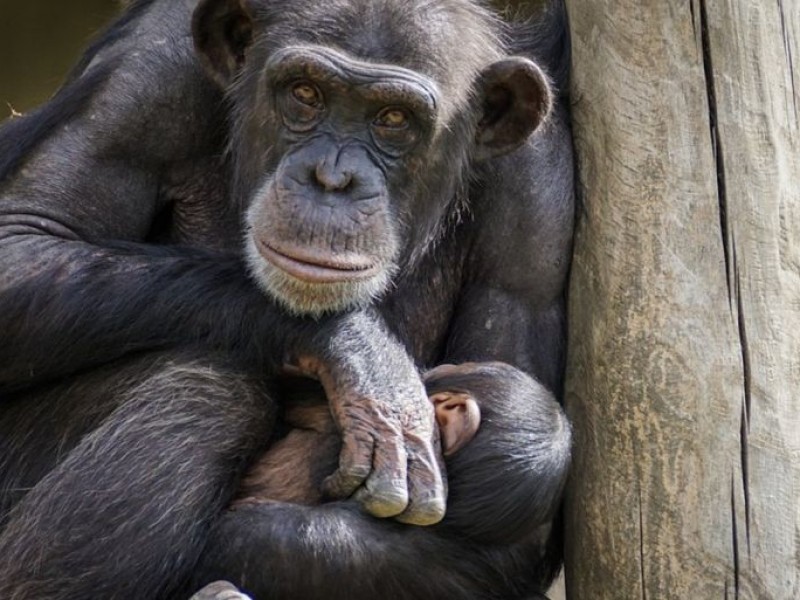 Relacionan nueva bacteria con enfermedad que ha matado a chimpancés