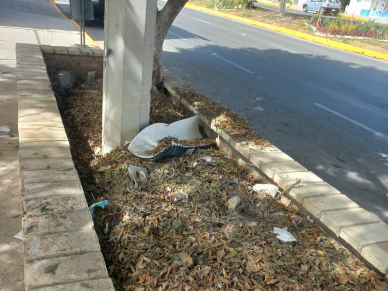 Rellenan jardineras con escombro en boulevard de Nacozari