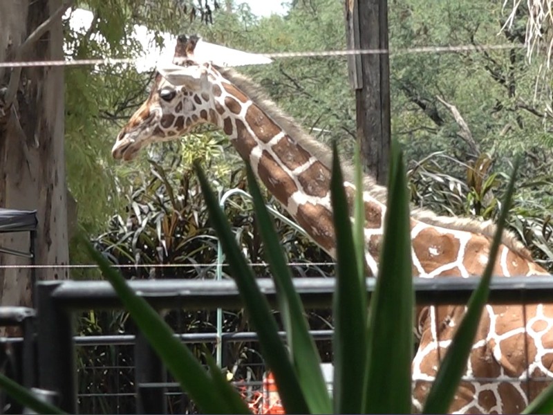Remodelan el Parque Zoológico de León