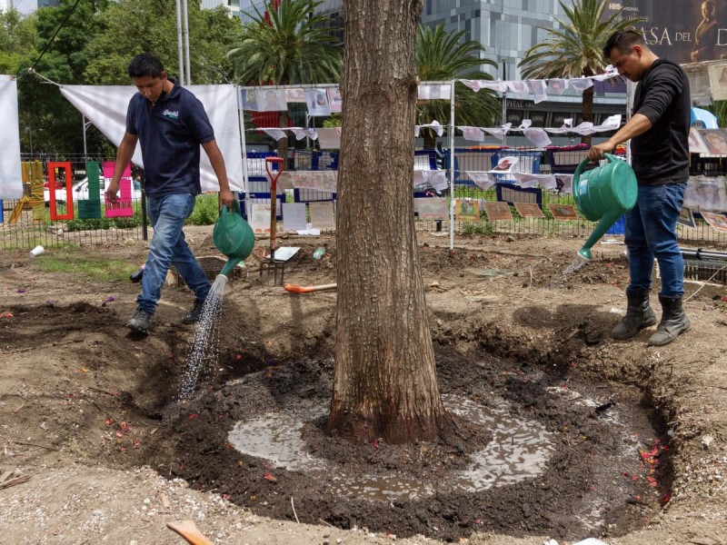 Remueven ahuehuete de emblemática glorieta de la Palma