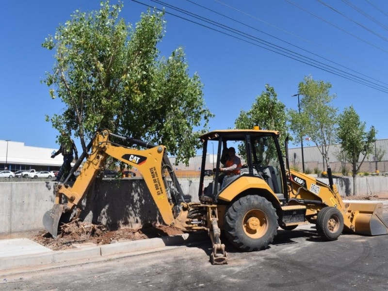 Remueven árboles del Periférico y son trasplantados en Ave. Tecnológico