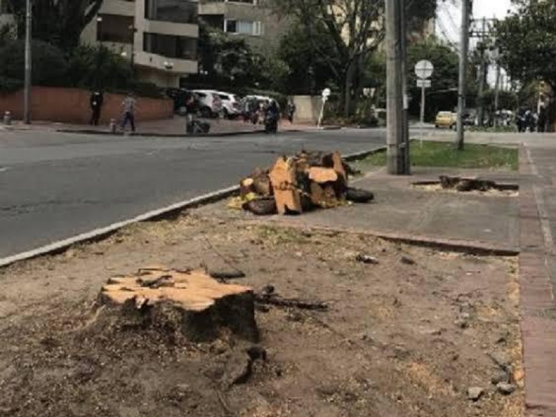 Remueven árboles por construcción