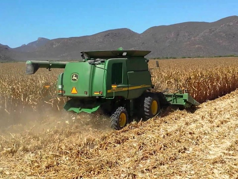 Renace esperanza en productores con alza precio maíz
