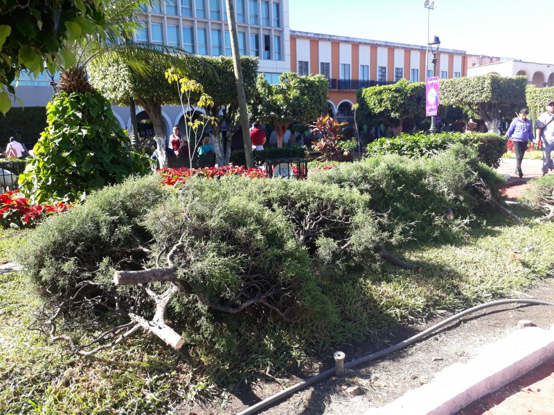 Renovará parques y jardínes imagen de plaza principal