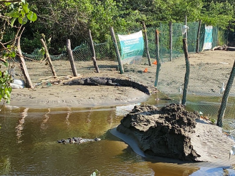 Reparan malla del cocodrilario en playa Linda