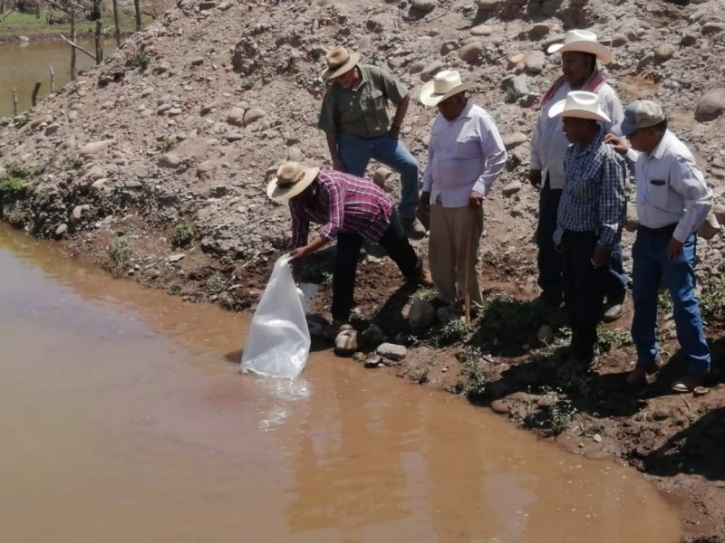 Repoblación de Tilapia resulta insuficiente para etnia Guarijío