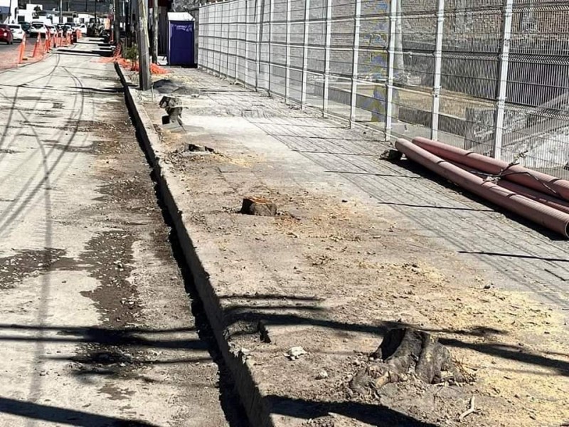 Repondrá Ayuntamiento arboles talados en obras de Av. Insurgentes