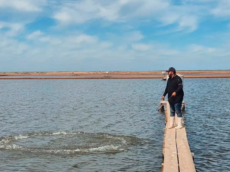 Reporta COADES un avance del 90% en cosecha de camarón