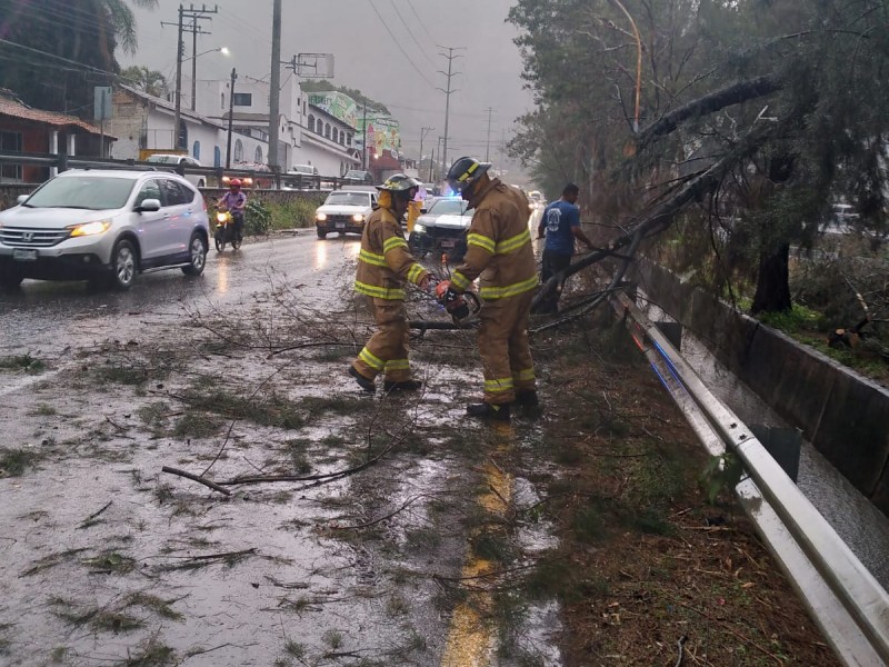 Reporta Protección Civil árbol caído en libramiento por fuerte lluvia