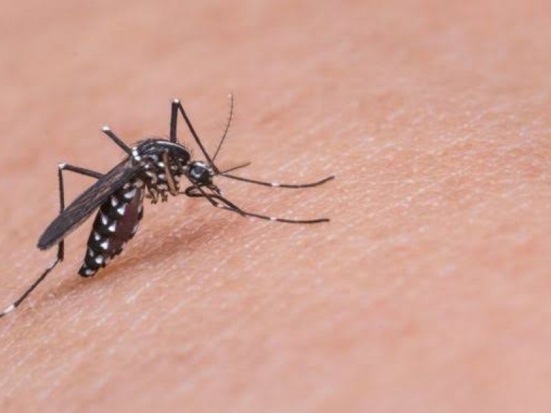 Sector salud reporta cien casos de dengue en Sonora