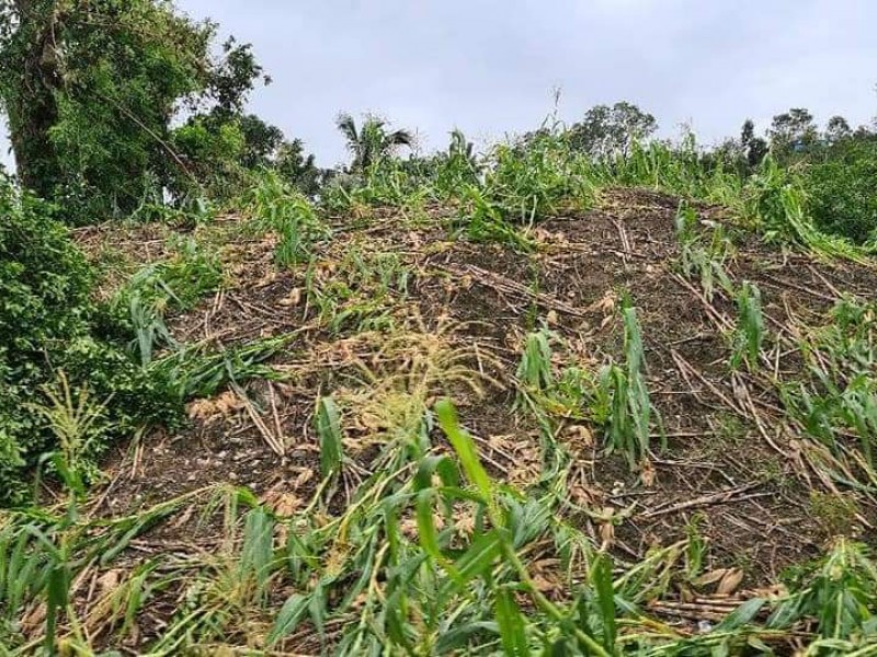 Reportan 100 hectáreas de maíz afectadas por Rick