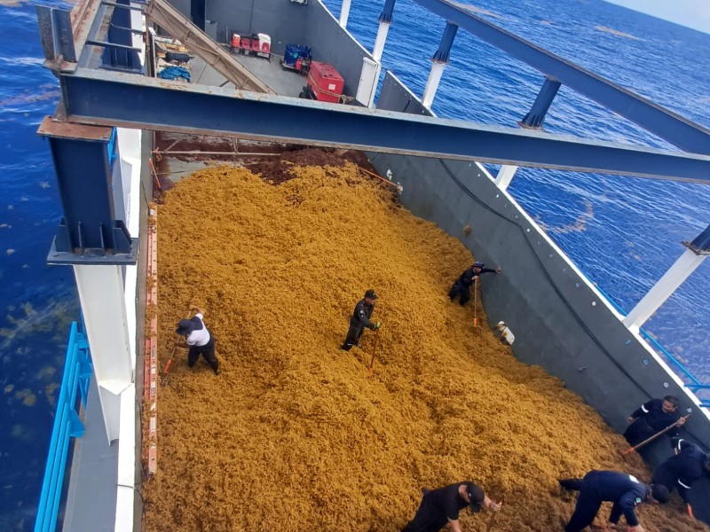 Reportan 44 mil toneladas de sargazo recolectadas en Quintana Roo