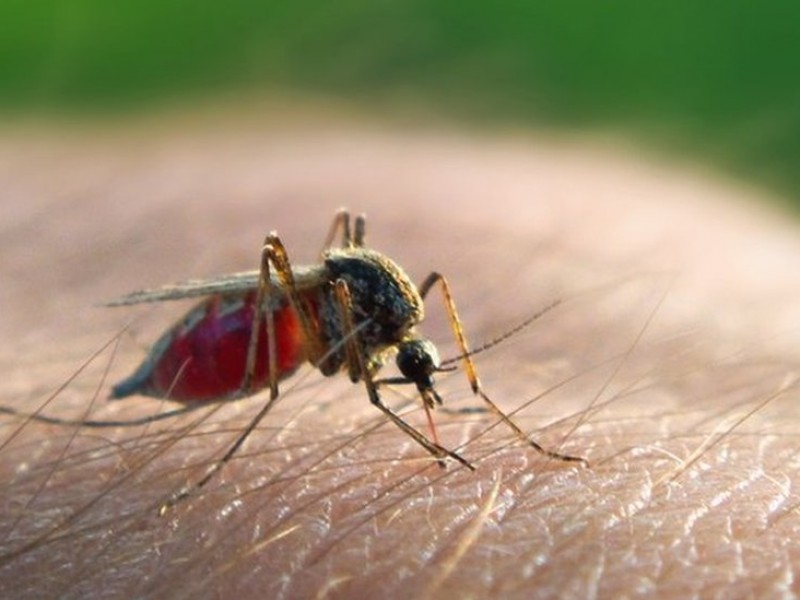Reportan 48 casos de malaria en Oaxaca