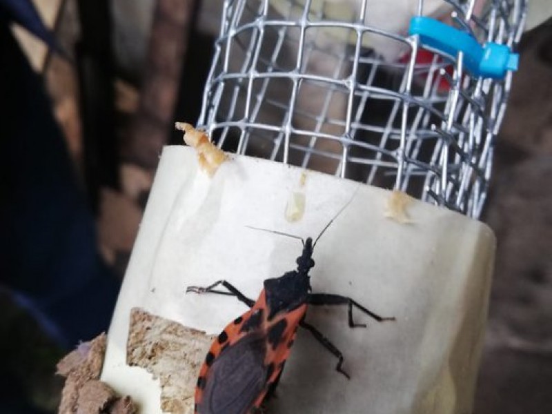 Reportan 51 casos de enfermedad de Chagas en Veracruz