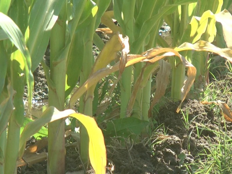 Reportan 6 mil has afectadas por bajas temperaturas en Guasave