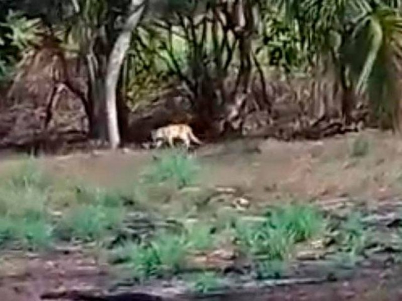 Reportan avistamiento de puma en Tecoanapa