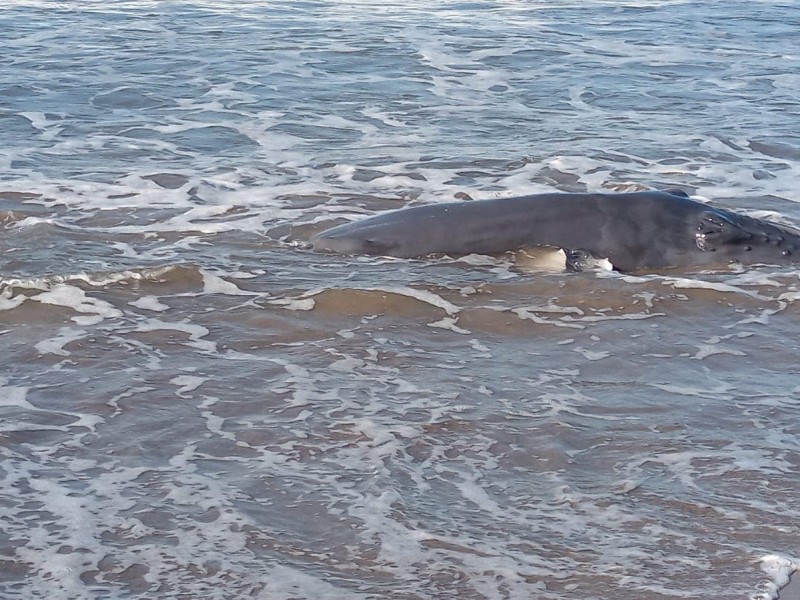 Reportan ballena varada en Bahía de Banderas