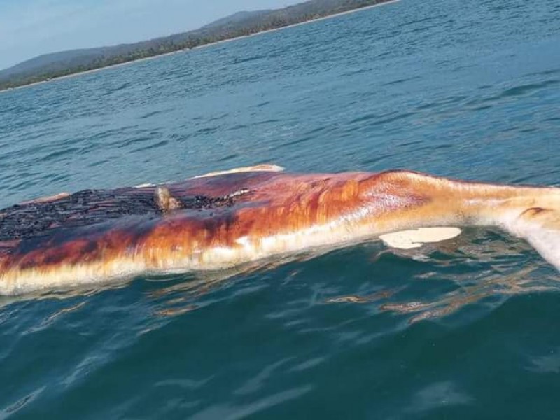 Reportan ballena varada en el Puerto de San Blas
