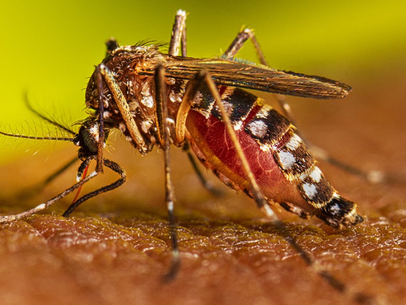 Reportan brote de dengue en Tuxpan