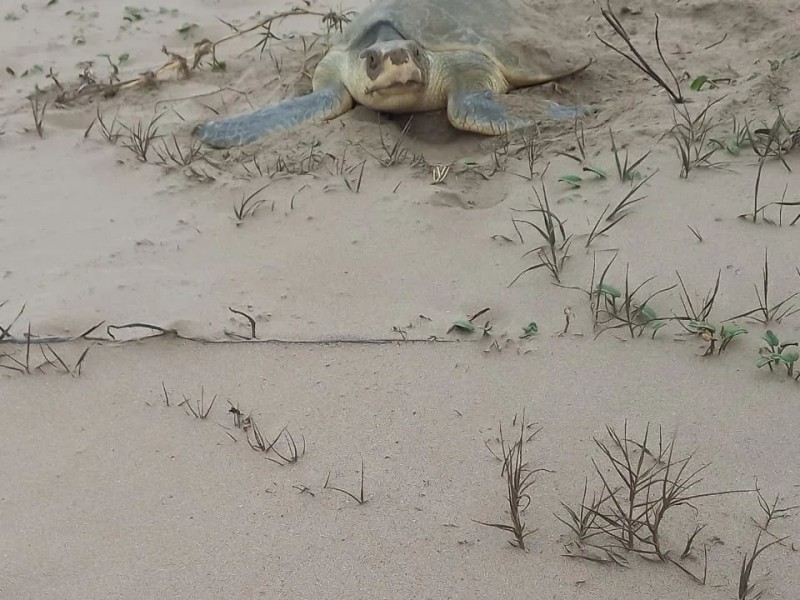 Reportan buen arribo de tortugas a playas de Tuxpan