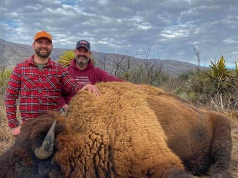 Reportan cacería de bisontes en Coahuila