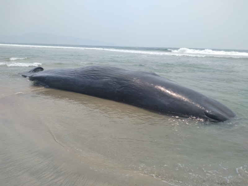 Muere cachalote en playas de Chipehua, Oaxaca