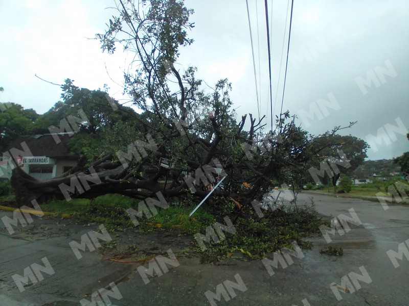 Reportan caída de árbol sobre una vivienda en Barrio Nuevo