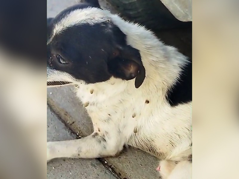 Reportan caso de tres perritos en situación de calle