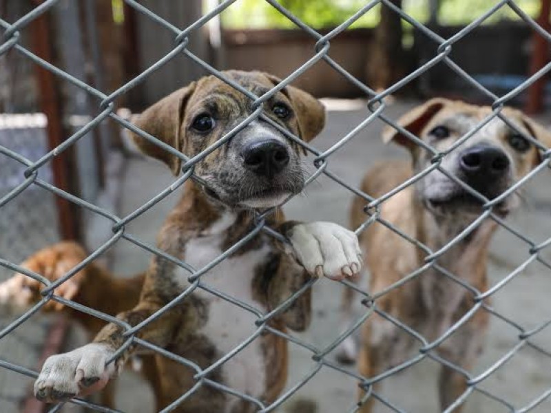 Reportan casos de violencia animal en Salina Cruz y alrededores