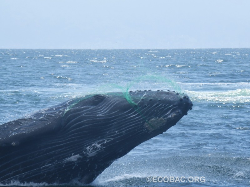 Reportan cría de ballena enredada en red en BADEBA