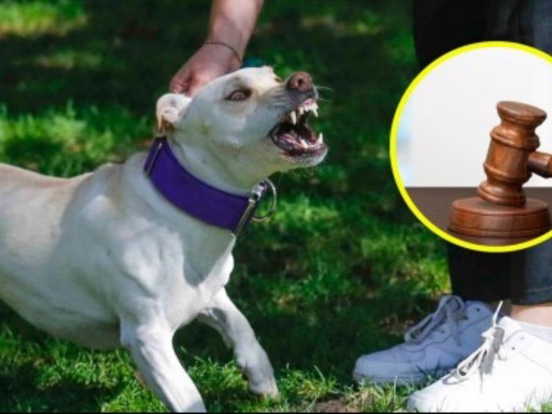 Reportan dos casos de ataques de perros a personas